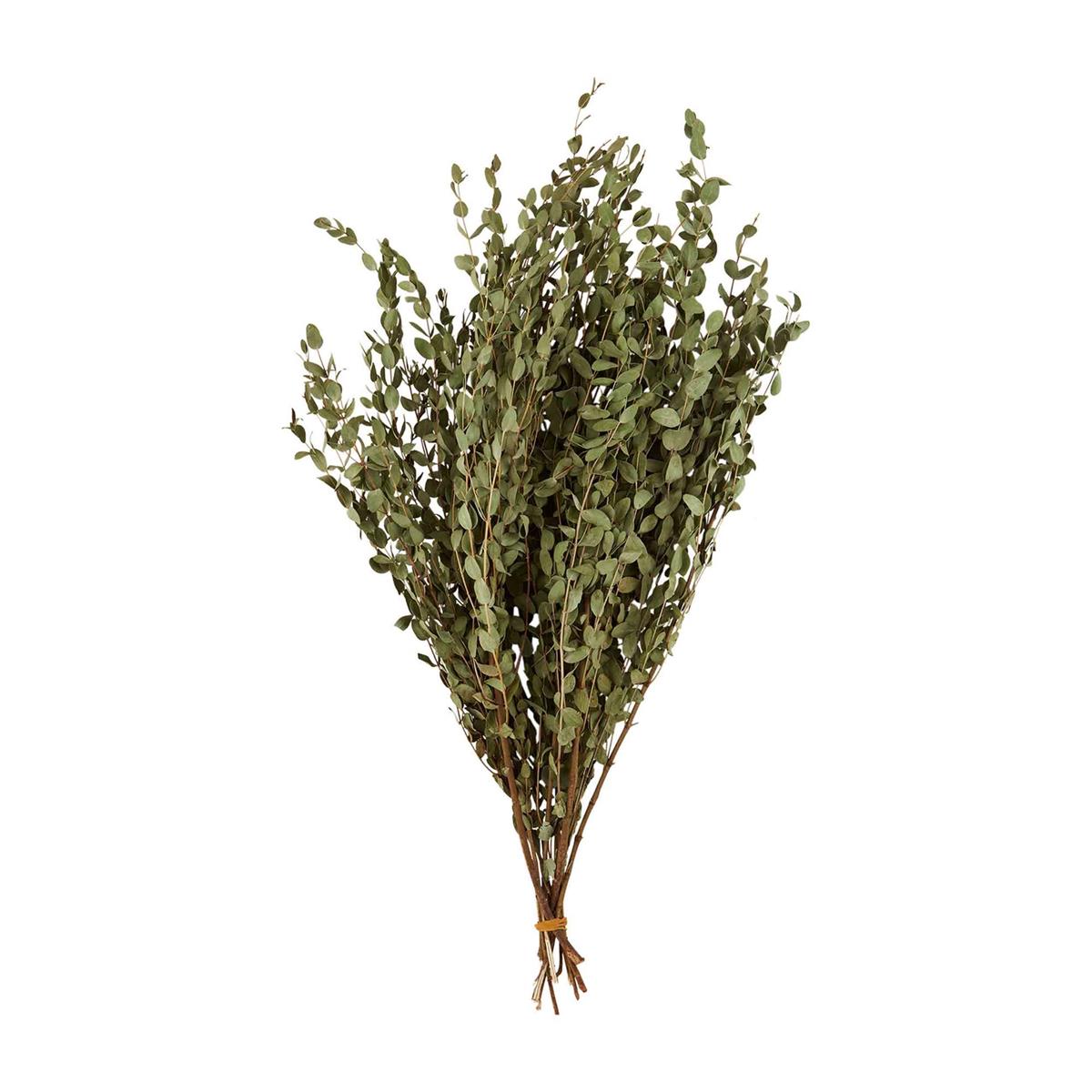 PRESERVED EUCALYPTUS STEM