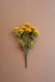 MUSTARD DAHLIAS